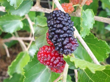 80980 moruse bila milanowek