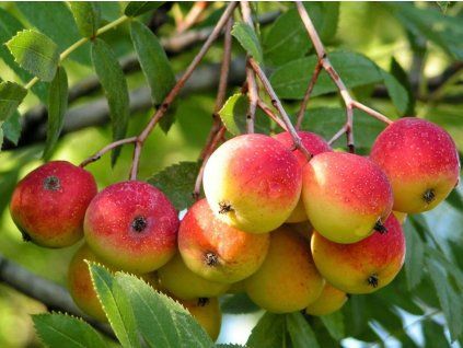 je��b oskeru�e