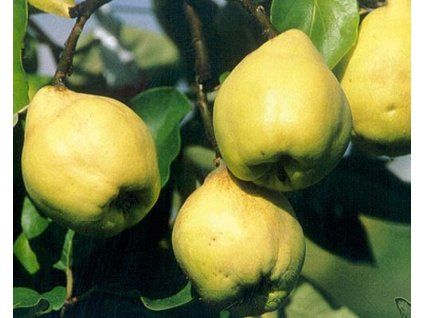 80995 kdoulon cydora robusta