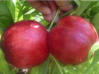 81326 1 nektarinka caldesi 2000