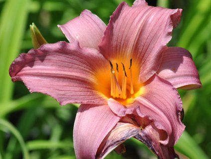 HEMEROCALLIS ‘SUGAR CANDY ΗΜΕΡΟΚΑΛΛΙΣ 1