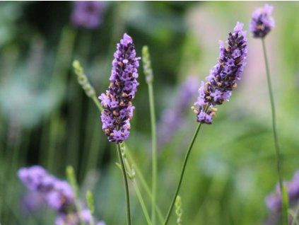 Lavendel x Intermedia phänomenal