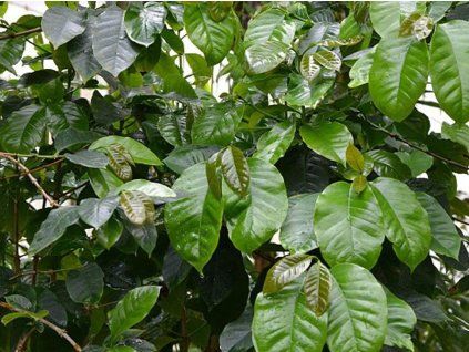 Arabische Kaffeekanne