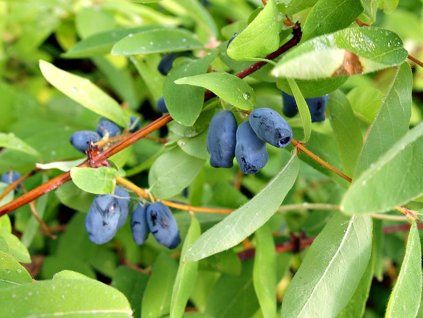 Lonicera kamtschatica1