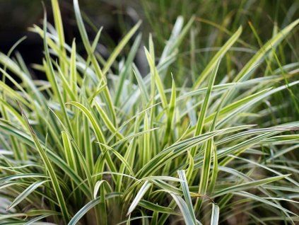 Carex Vanilla Ice 2 groß