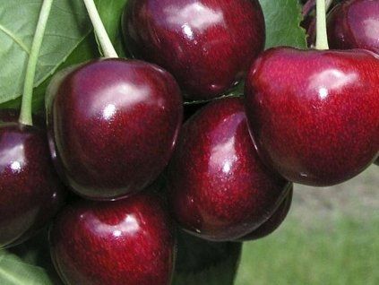 85610 1 tresen carmen