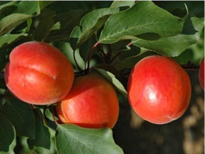 85685 1 merunka mediabel