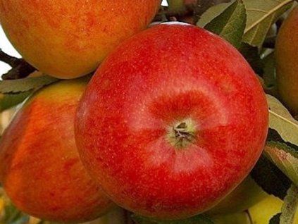 85709 jablon spalord