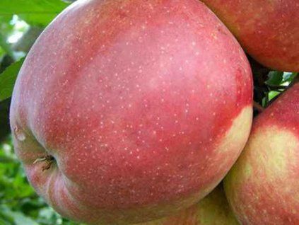 85712 jablon starkresa