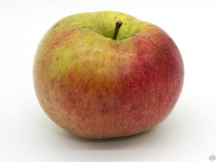 85730 jablon beforest