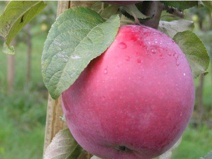 85787 jablon roberts