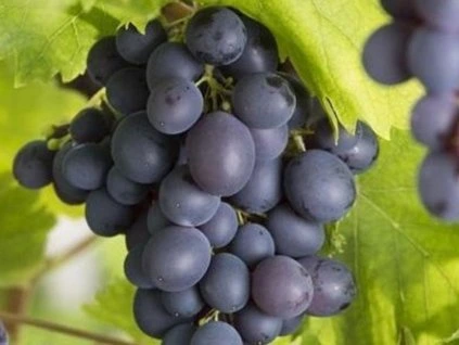 87077 reva vinna attika