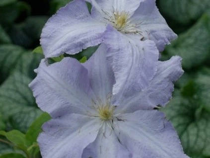 Clematis lech walesa