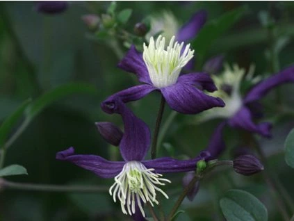 87155 2 plamenek aromatica