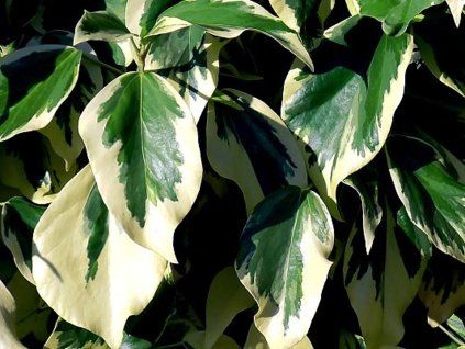 Břečťan kavkazský 'Dentata Variegata' (Balení RPC2)