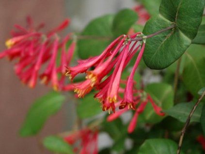 zimolez st�lezelen�