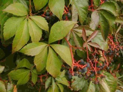 Přísavník popínavý (Balení kontejner C2)