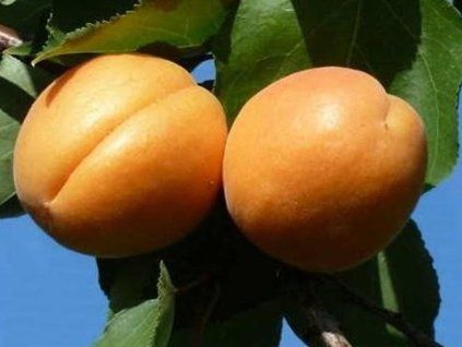 87413 1 merunka farclo