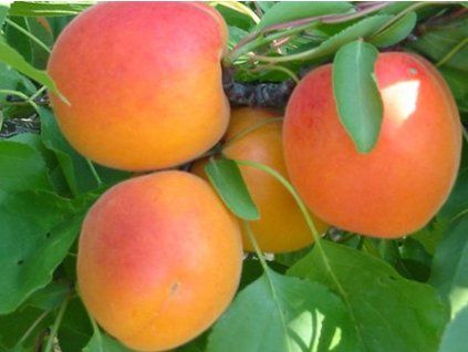 87422 1 merunka lilly cot