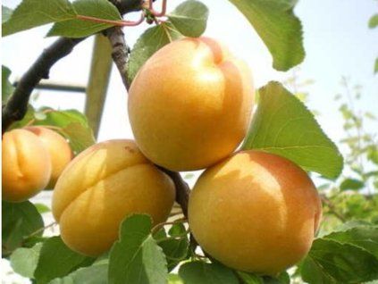 87494 1 merunka luna