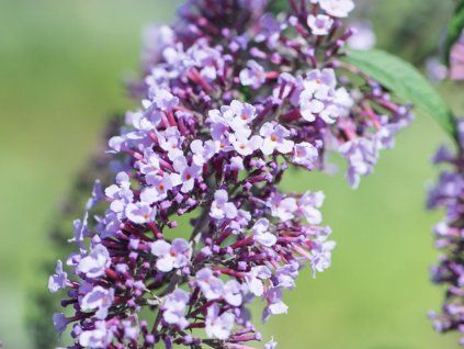 Buddleja davidii Wisteria Lane 2