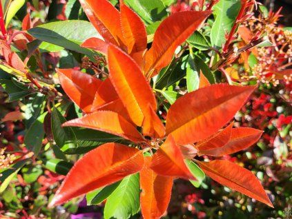 Glanzmispel 'Red Robin' (Container C45)