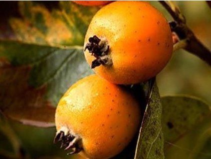 Mexikanischer Weißdorn