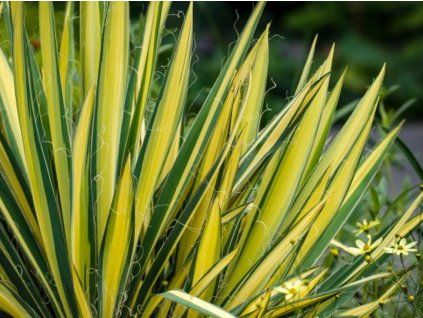 Goldene Yucca