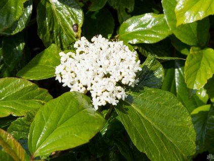 Viburnum Shiny Dancer