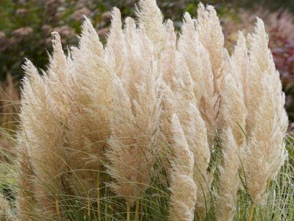cortaderia golden goblin p5524 42292 medium