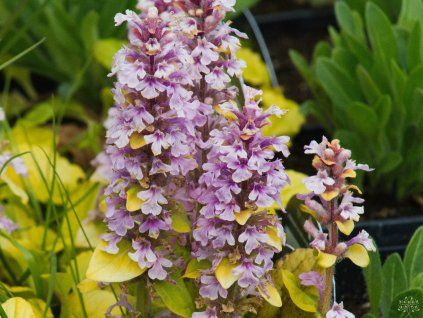 Ajuga reptans 'Gold Chang'
