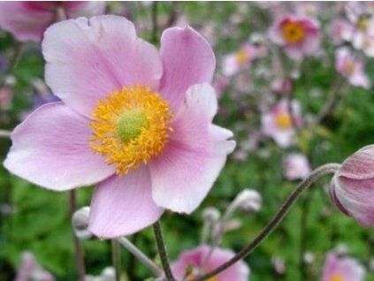 Anemone Hupensk?