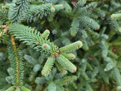 Abies pinsapo 'Kelleriis' (4)