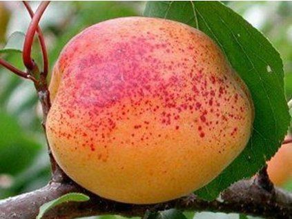 94853 1 merunka clarina