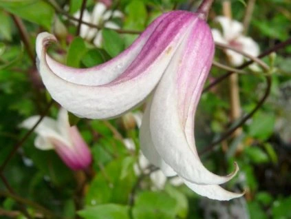clematis elf.jpg3