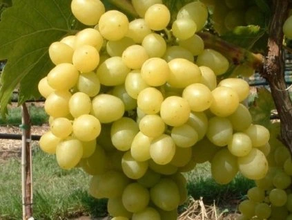 95087 reva vinna primavera