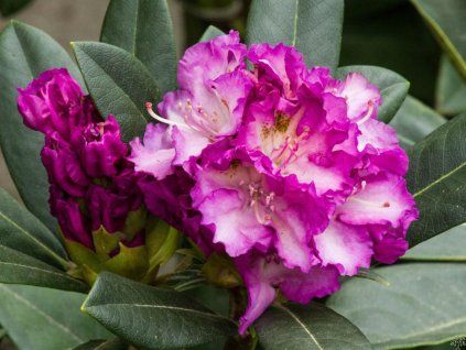 Rhododendron Stéekov (1)