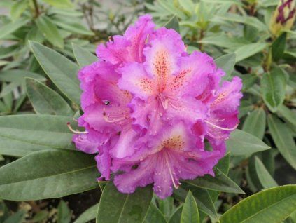 1a4c2d83f29f9b3faf60a3af531d752b