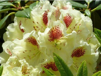 Adler-Rhododendron 4