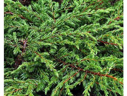 96434 Gemeiner Wacholder (Repanda)