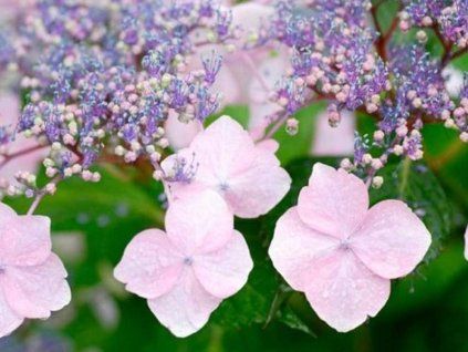 hortenzie pilovit�