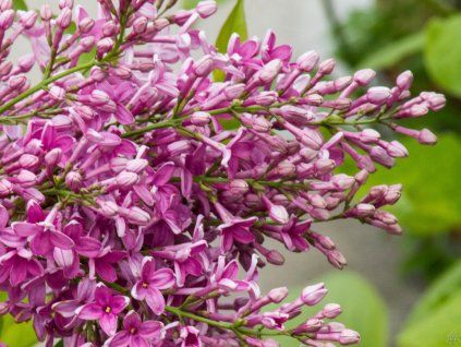 Syringa Saugeana (1)