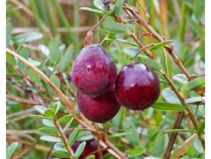 cranberry