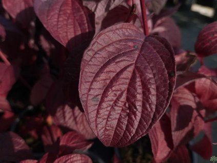 Cornus alba 'Sibirica' (2)