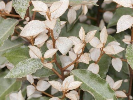 99989 hlosina ebbingeova compacta