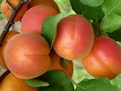 100823 1 merunka atrebo