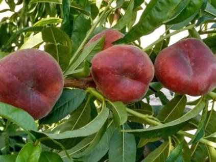 100865 1 broskvon osiris