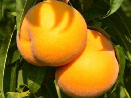 100901 1 broskvon peace