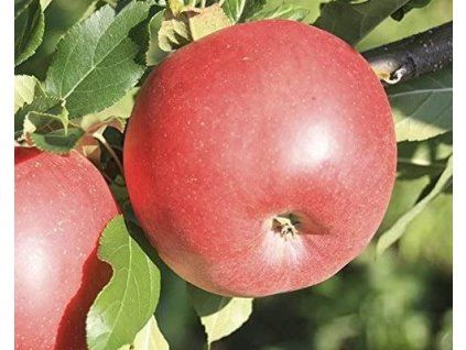 100919 jablon red sun