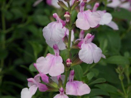 Salvia Mirage Soft Pink scaled